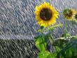 girasole