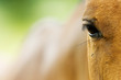 Photographie : portrait de poney pour no�l