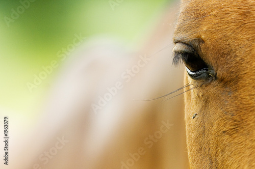 portrait de poney pour no�l