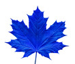 blue leaf