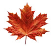 maple leaf