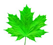 green leaf