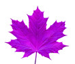 purple leaf