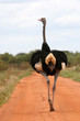 ostrich