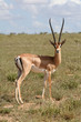 grant gazelle grant gazelle