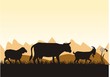 farm's animal