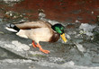 duck