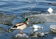 duck and boat