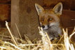renard