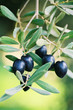 olives olives