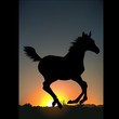 horse silhouette c