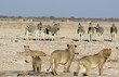 lions and zebras