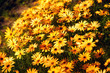 yellow flower field.