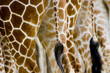 giraffe butts giraffe butts