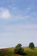 lone trees lone trees