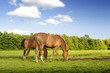 2 horses 2 horses