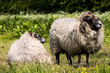 sheep sheep