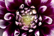 purple flower purple flower