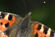 butterfly closeup butterfly closeup