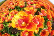 dutch tulips dutch tulips