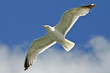 seagull in the sky seagull in the sky