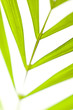 abstract leaf abstract leaf