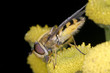 small insect small insect