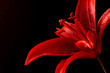 amaryllis
