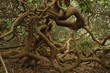 trees trees
