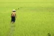 vietnam - femme dans les rizieres