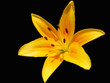 fleur jaune