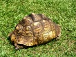 tartaruga