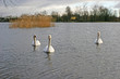 Foto: swans swans