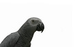Foto: african grey parrot african grey parrot