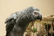 Foto: ruffled up parrot ruffled up parrot