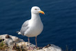 mouette à etretat