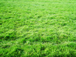 grass