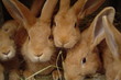 lapins