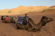 camels in the sahara