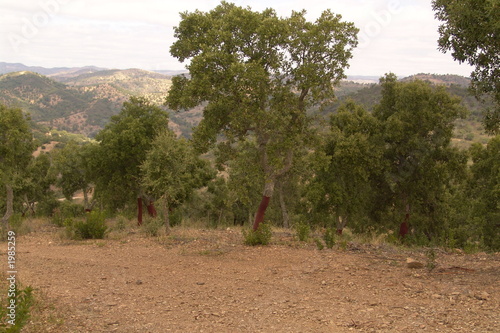 cork tree cork tree