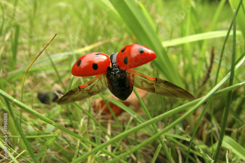 Photo : coccinelle en vol coccinelle en vol