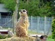 meerkat