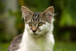 cat staring