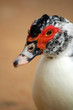 goose
