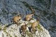 group of wild ibex in julian alps in slovenia group of wild ibex in julian alps in slovenia