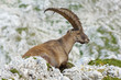 old ibex resting in slovenian julian alps