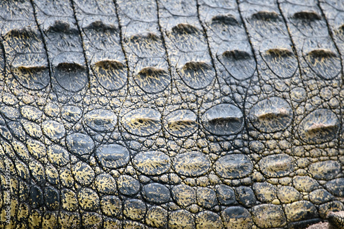 crocodile scales crocodile scales