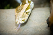 snake