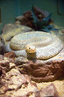 rattlesnake