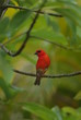 le cardinal rouge le cardinal rouge